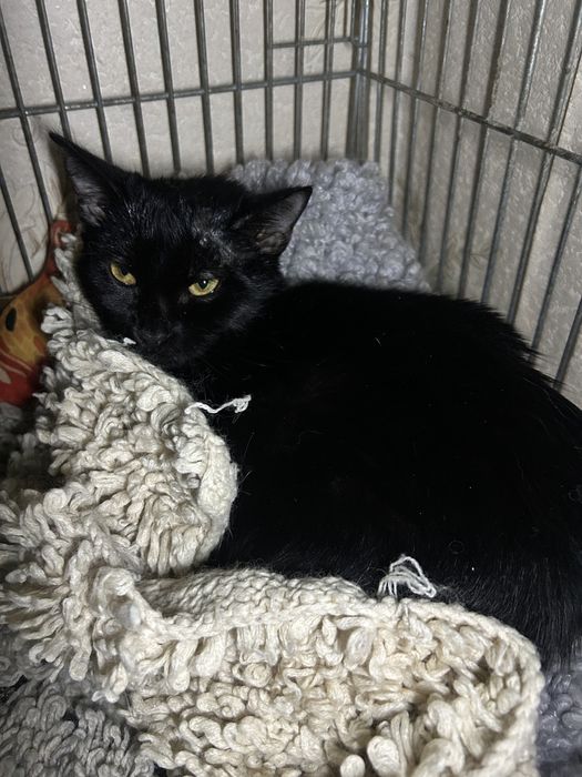 Дівчинка в добрі руки