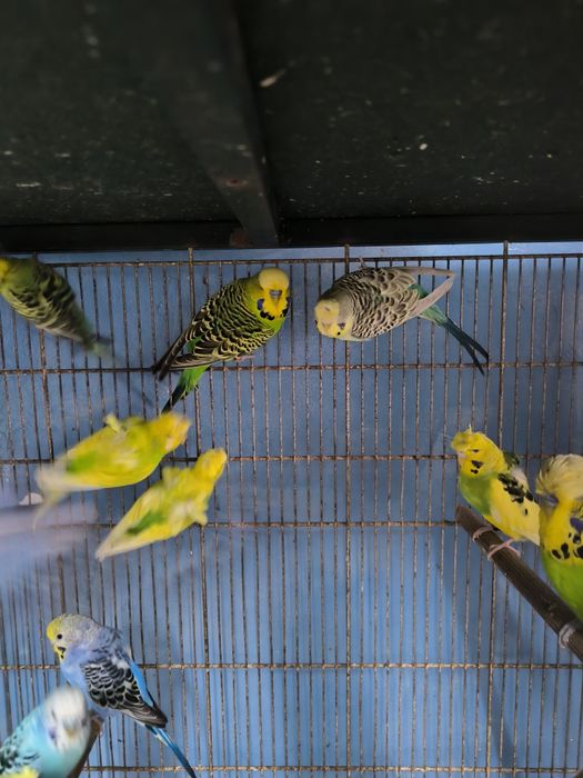 Periquitos Hagoromos, asa negras etc.