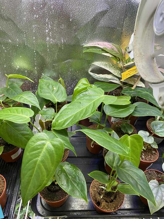 Anthurium Veitchii Anturium