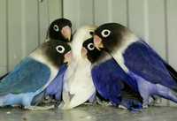 Синий неразлучник масковый кобальт-любовный попугай
