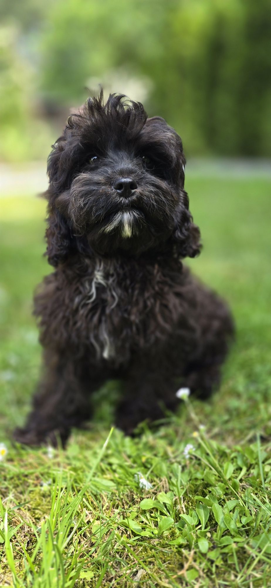 Cavapoo cavadoodle cavalier pudel Doodle