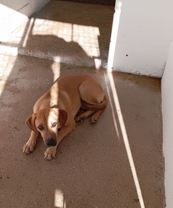 Cachorros lindos para adoção responsável