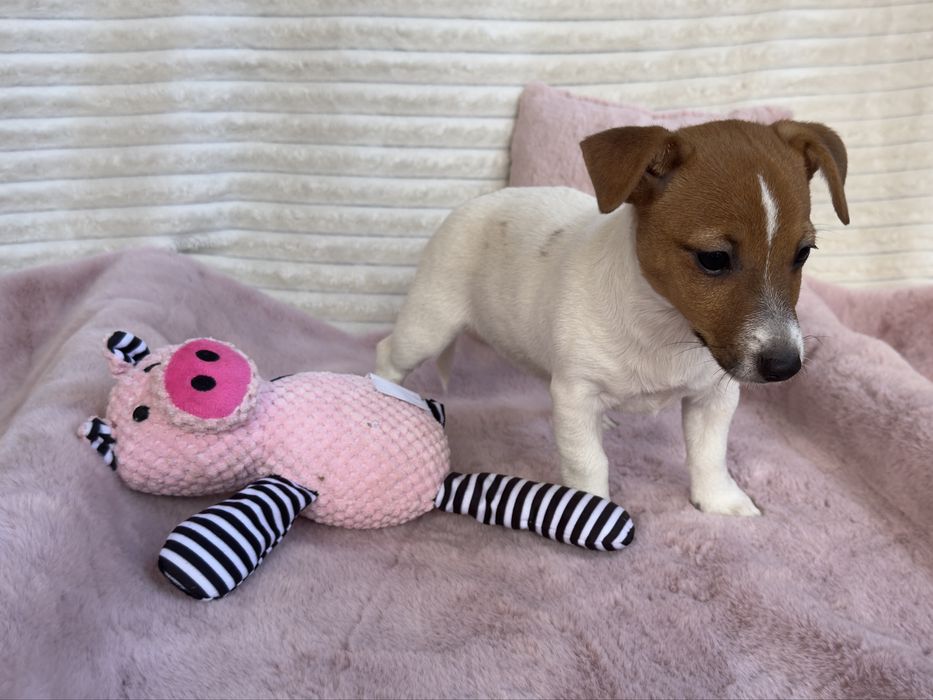 Jack Russell Terrier - sunia gotowa do odbioru