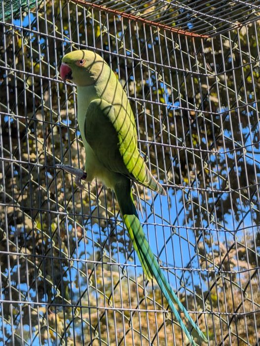Pyrrhuras Molie, Ring Necks, Caturras, Roselas Penantes e Agapórnis