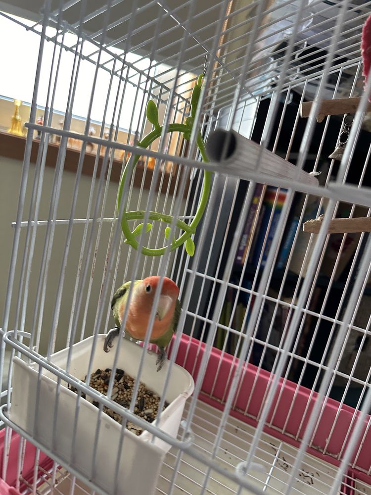 Gaiola com suporte