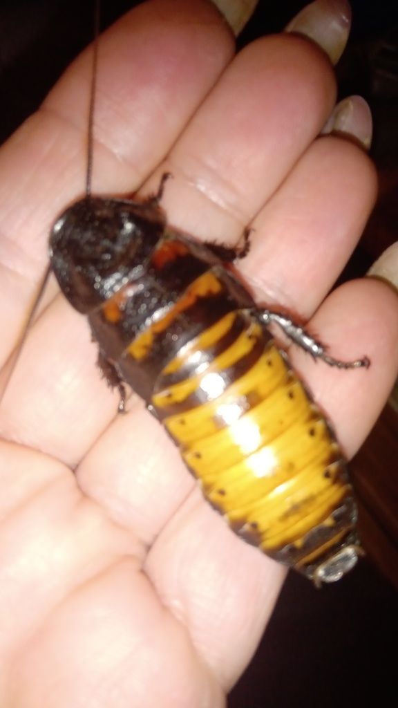 Мадагаскарский шипящий таракан ПИСАТЬ В VAIBER