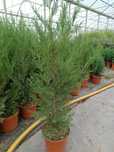 Cupressocyparis leylandii 2001
