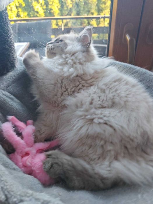 Koteczka syberyjska Neva Masquerade czeka na nowy dom.