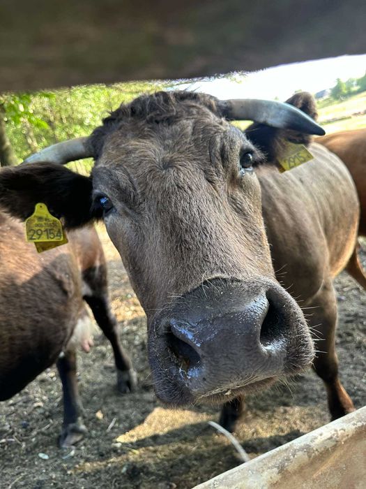 Agroturystyka, Sielpia, Noclegi, Noclegi pracownicze