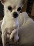 Reproduktor Chihuahua rodowód wstępny