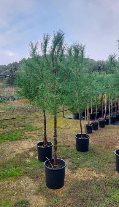 Lote 5 pinheiros mansos 1.70/1.90