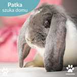 Króliczka Patka do adopcji!