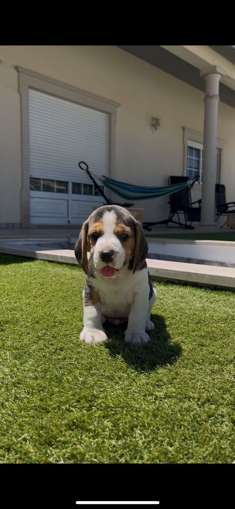 Excelente beagle macho
