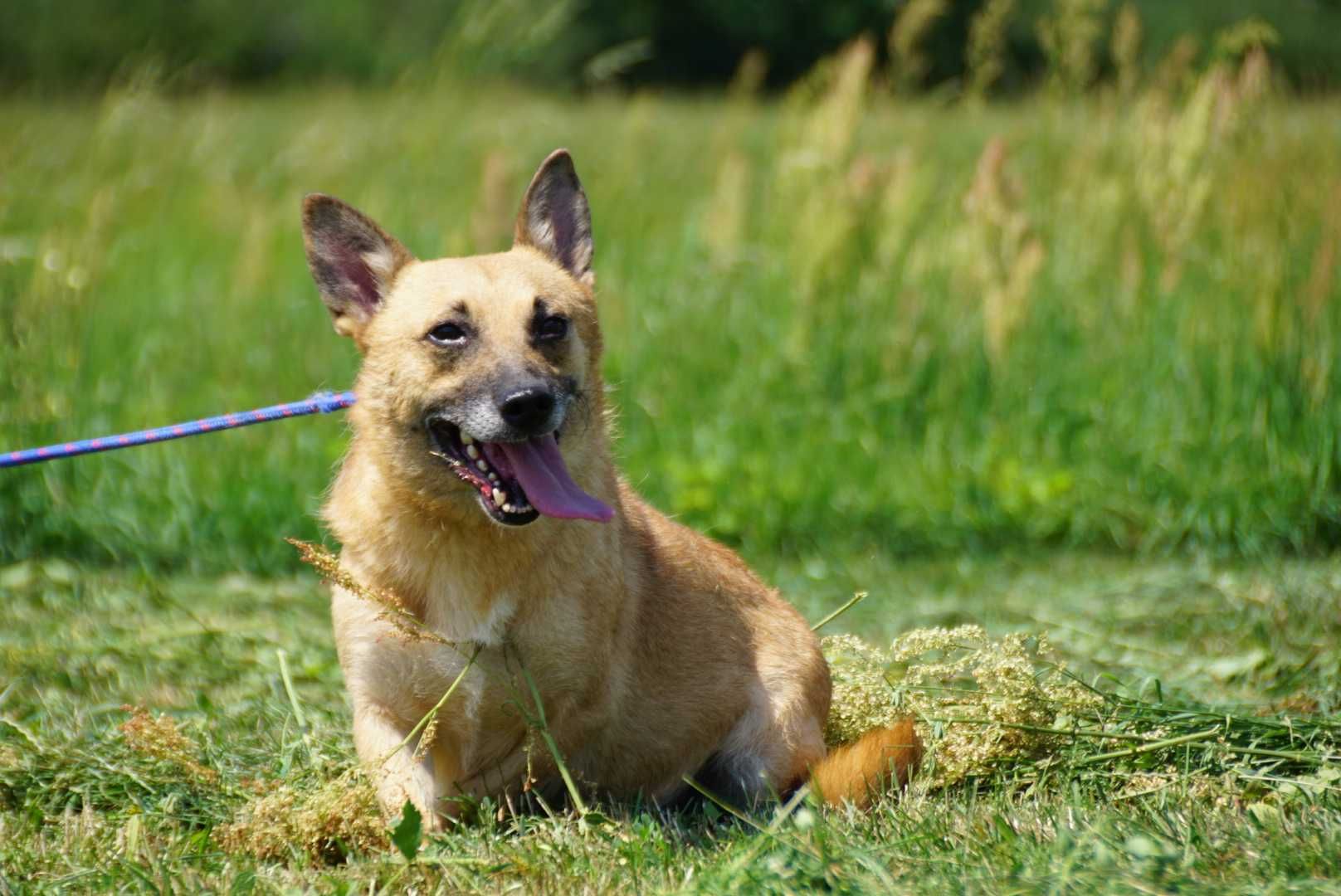 Fiona - niewielka ruda sunia szuka domu