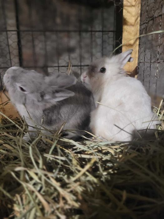 oddam 2 króliki miniaturki za darmo