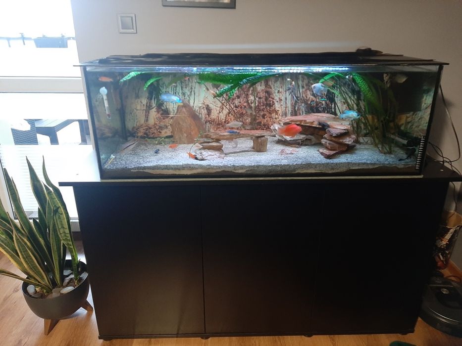 Akwarium 120x50x40 z pokrywa + pelne wyposażenie z rybkami