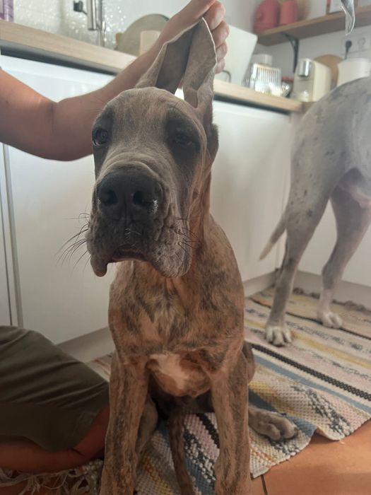 Dogue alemao macho isabela 6 meses