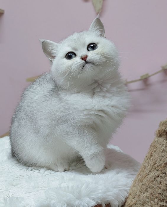 British shorthair silver