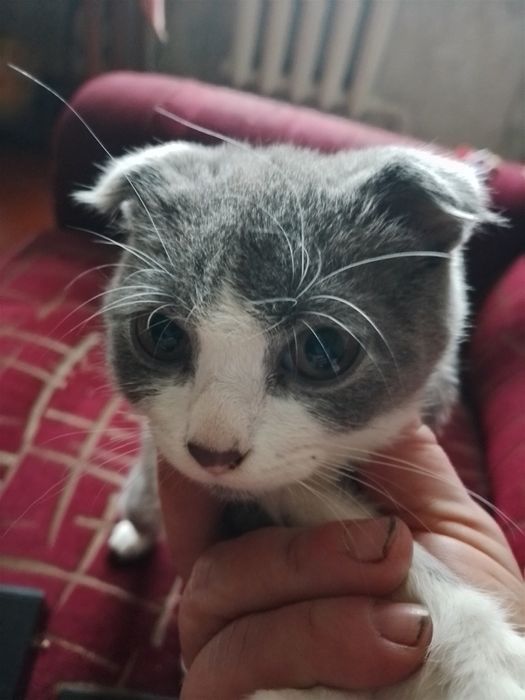 Віддам безкоштовно кошенят