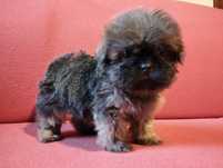 Śliczna suczka Shih-tzu MINI