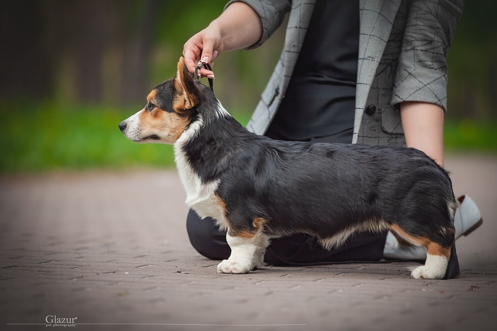 Красуня породи Вельш коргі кардиган