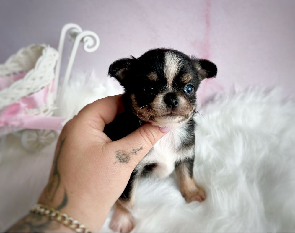 ***Prześliczna dziewczynka chihuahua tri color***