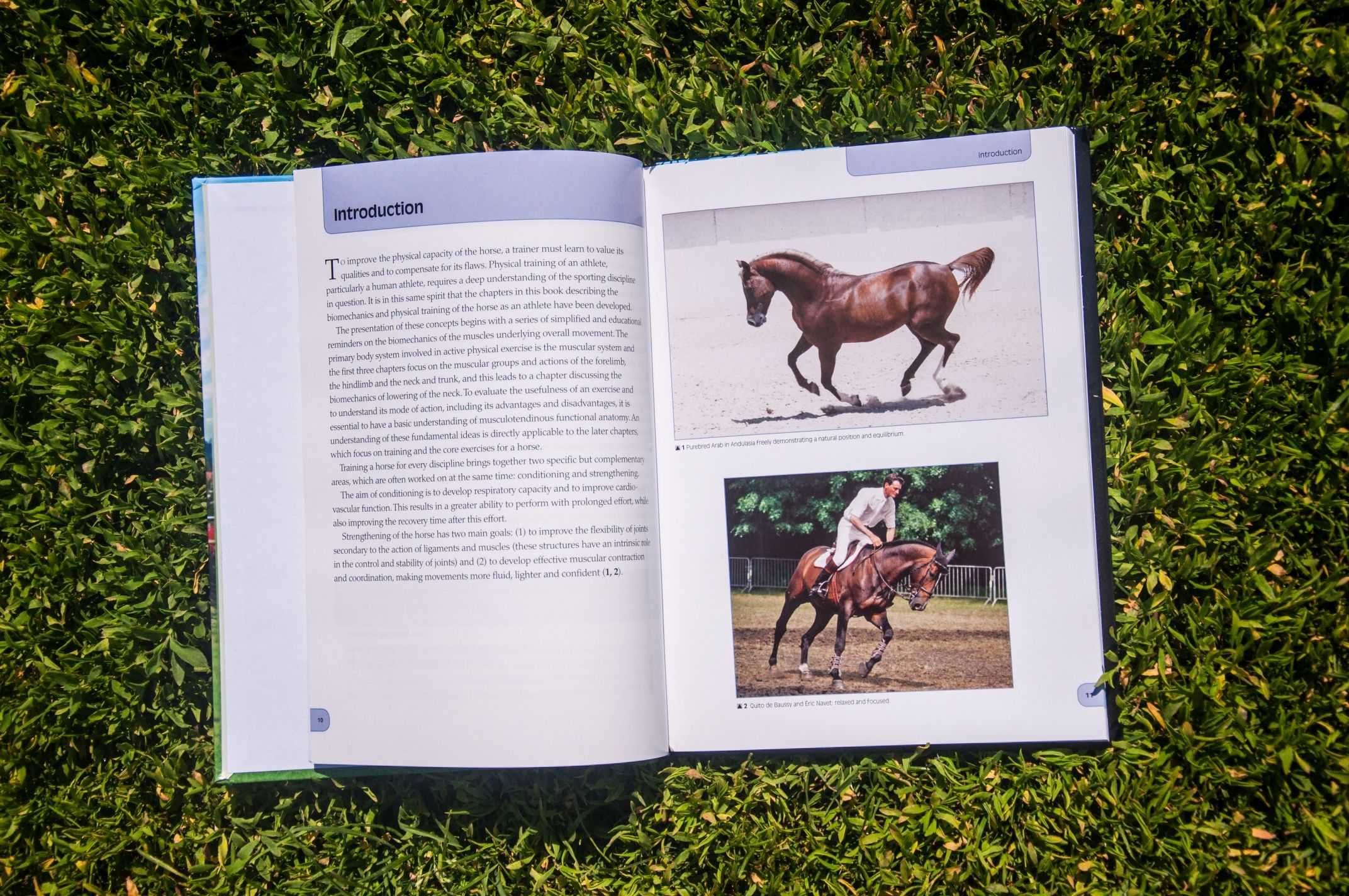 Biomechanics and Physical Training of the Horse