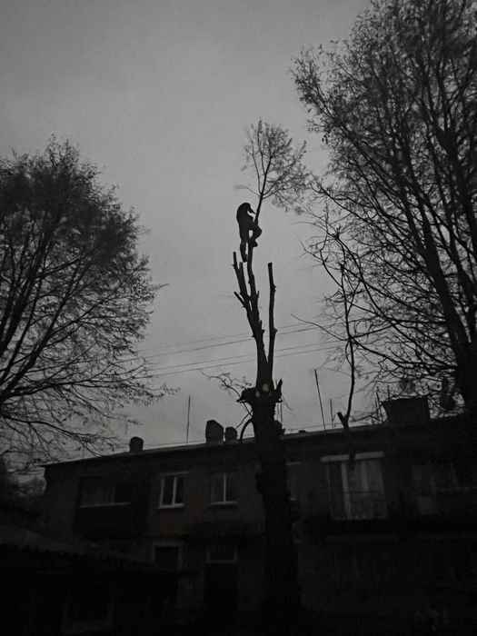 Порізка та валка дерев