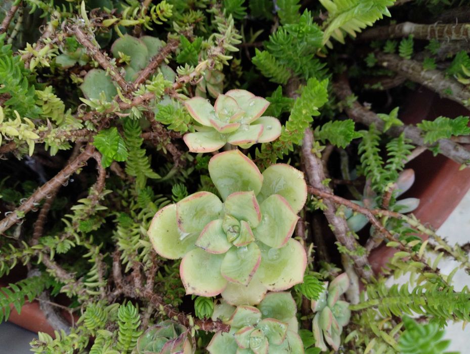 Lindas Suculentas a 1€