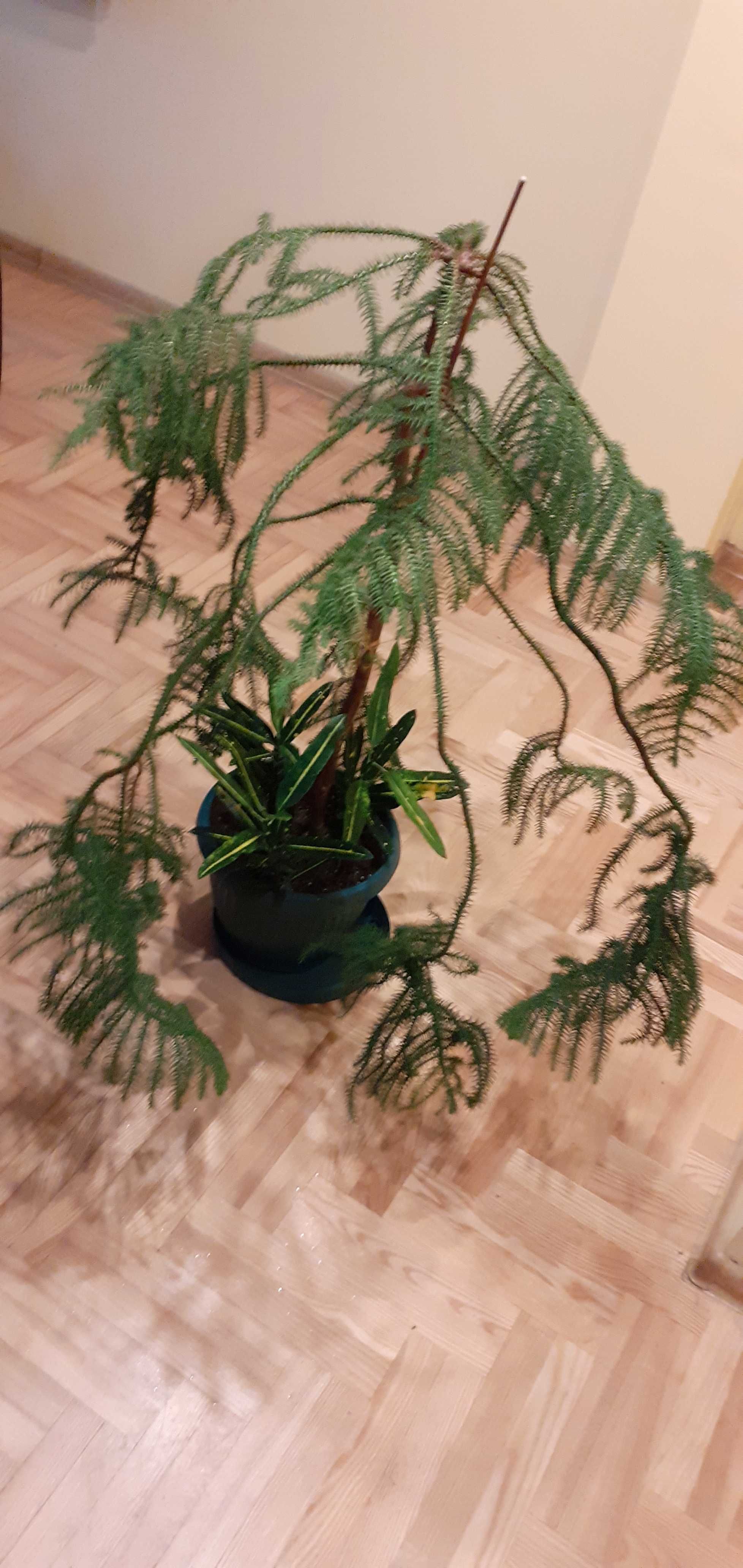 araucaria Warszawa
