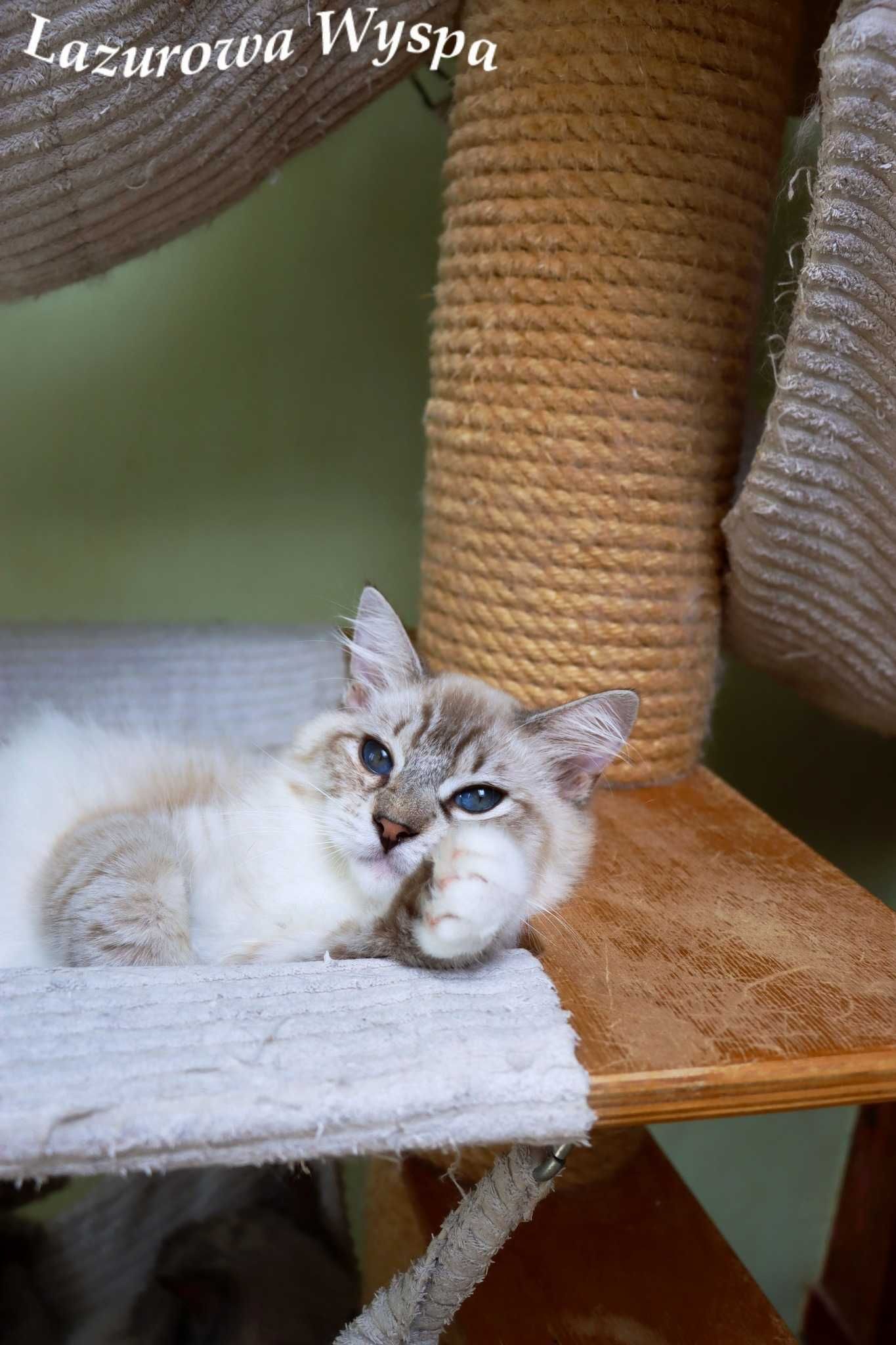 Tygrysek ragdoll mink.
