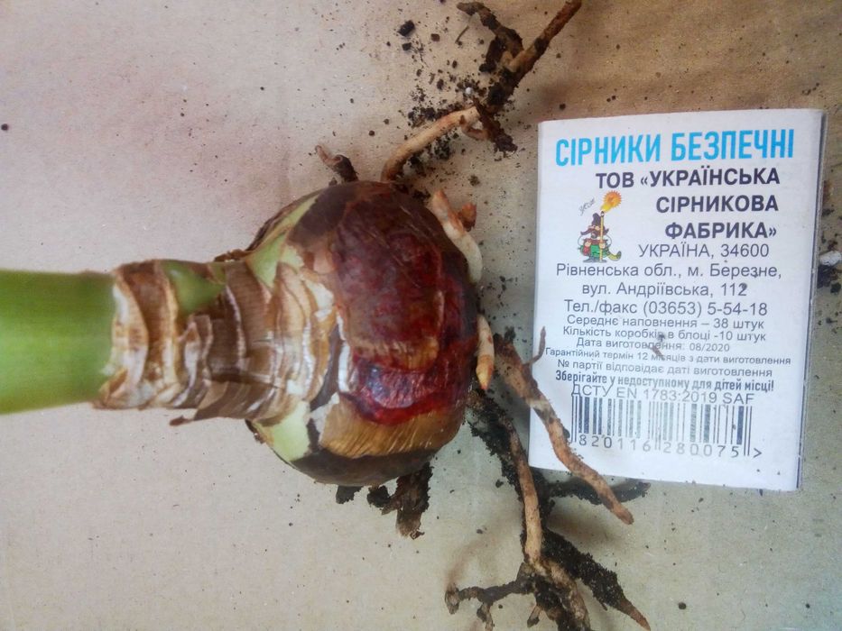 Гиппеаструм  луковица.