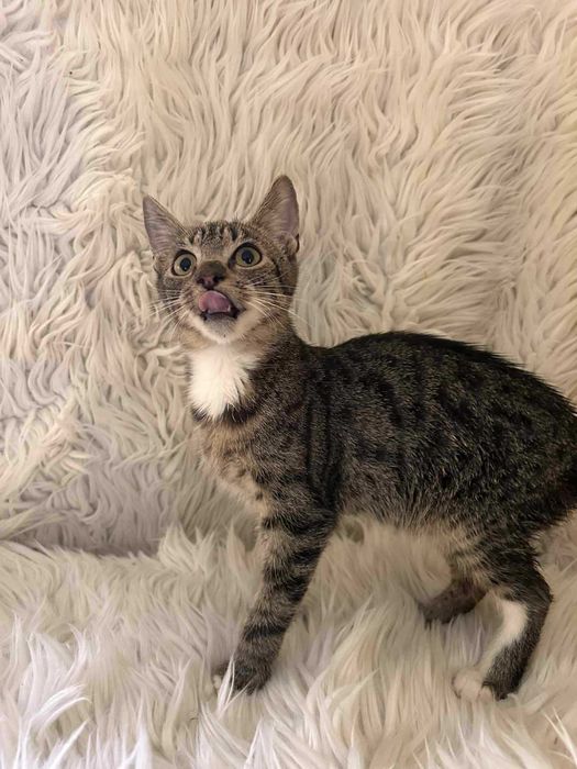 Kotek do adopcji.