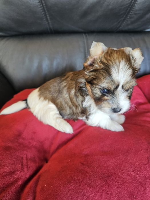 York terrier golddust rezerwacja