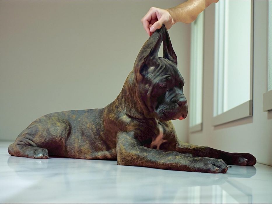 Cane Corso Italiano