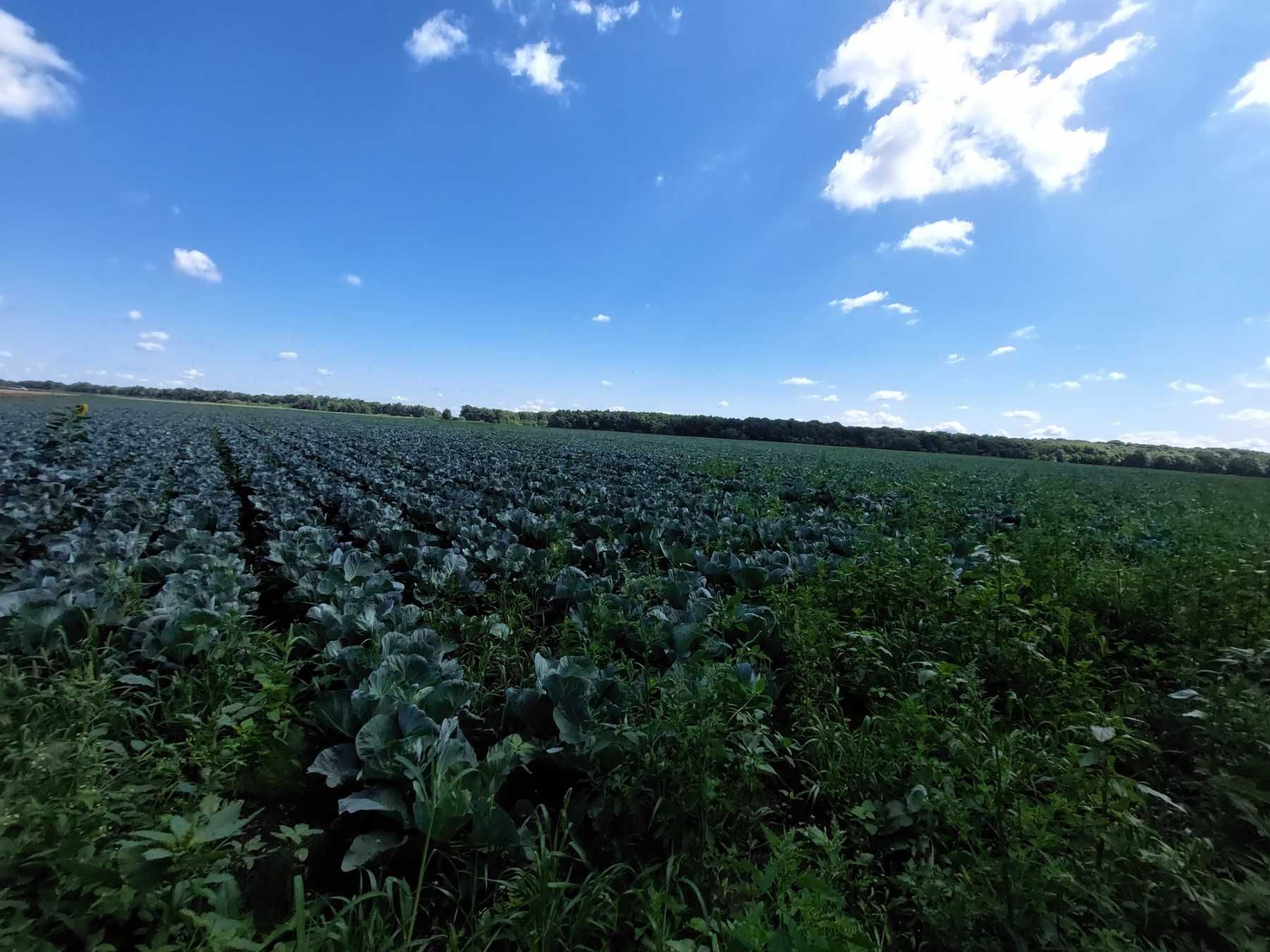 Продається земельна ділянка в с. Писарівка 5180