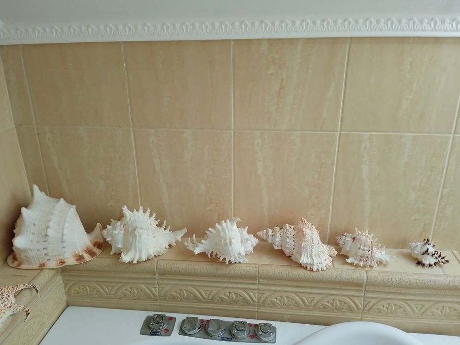 Muszle stan bardzo dobry