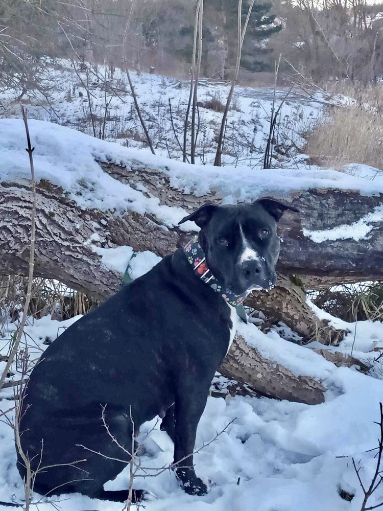 Łagodna sunia Gaga rasy amstaff szuka domku