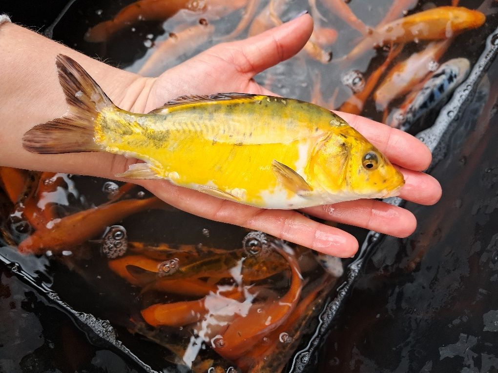 Karp koi narybek / kroczek