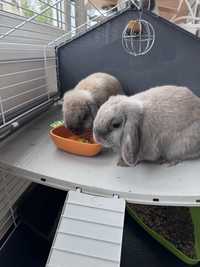 Кролики 2 особи
