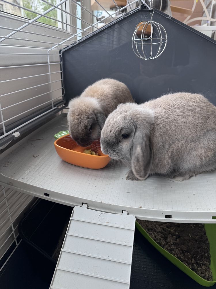 Кролики 2 особи