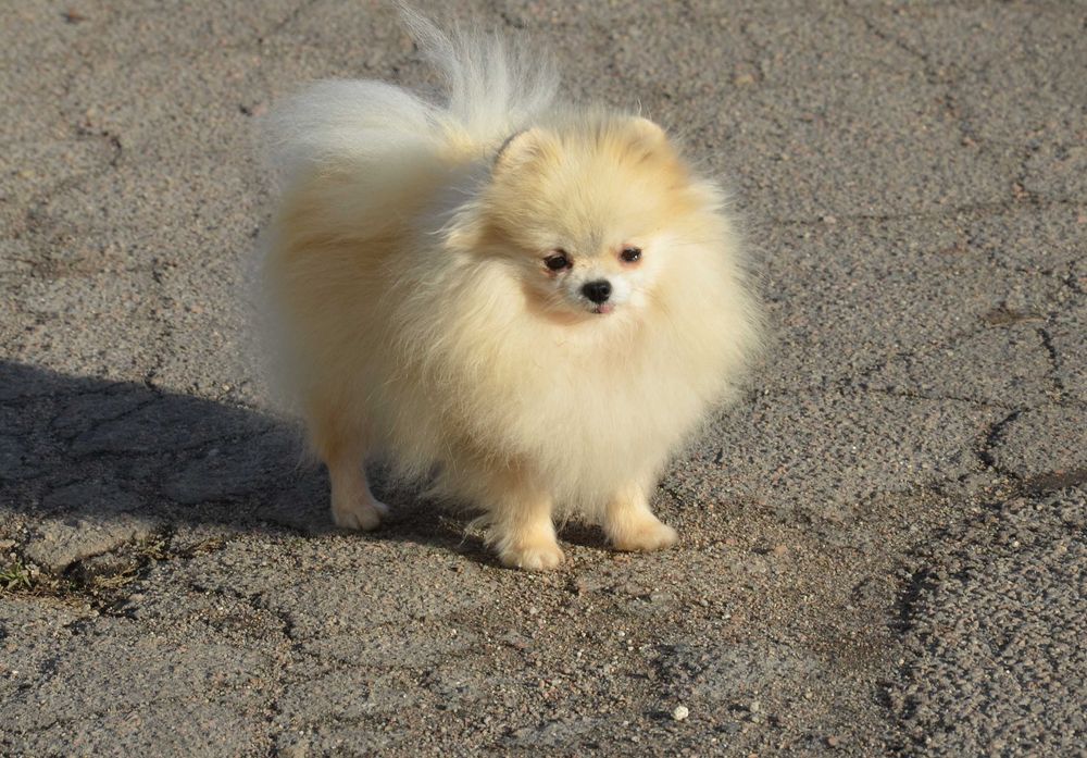 Кремовая красавица.  Померанский  ТОЙ шпиц.