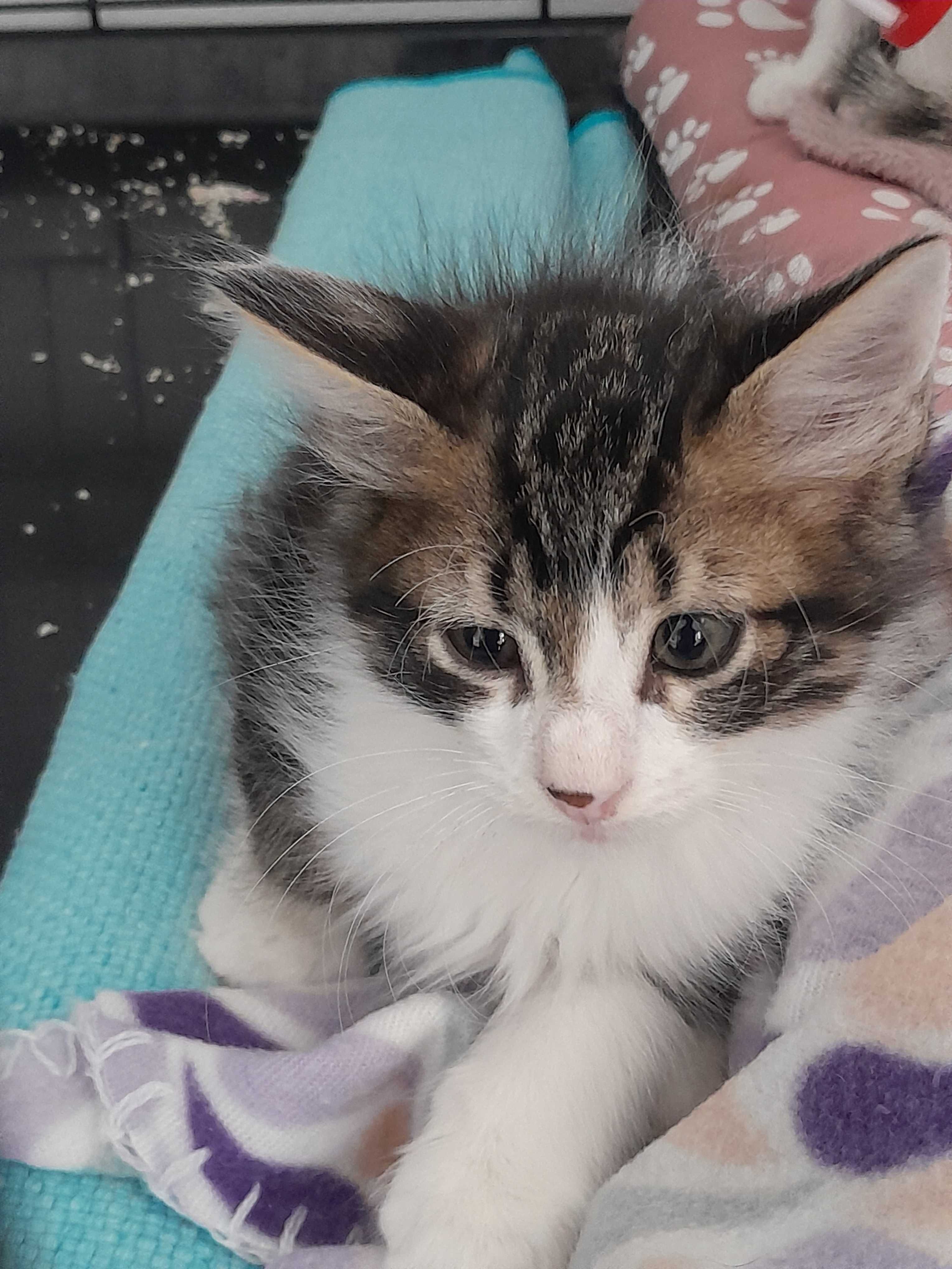 Gatos bebés para adoção consciente