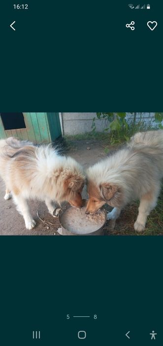 Колли КСУ на вязку