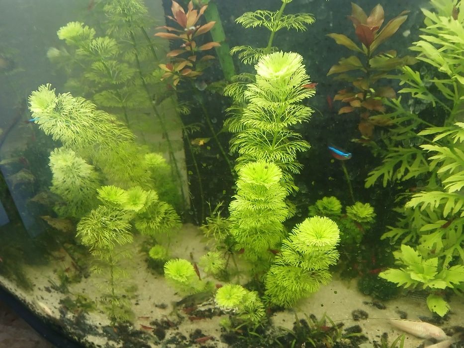 Pack de iniciante de aquarismo