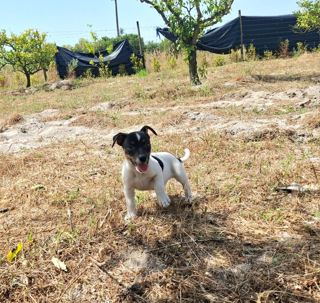 Jack russel de excelente qualidade