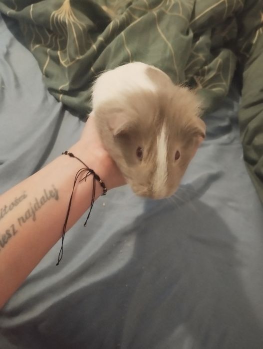 Witam mam do sprzedania