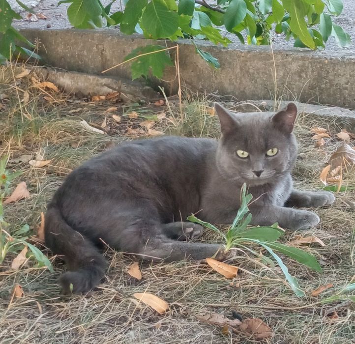 Чистокровний британець