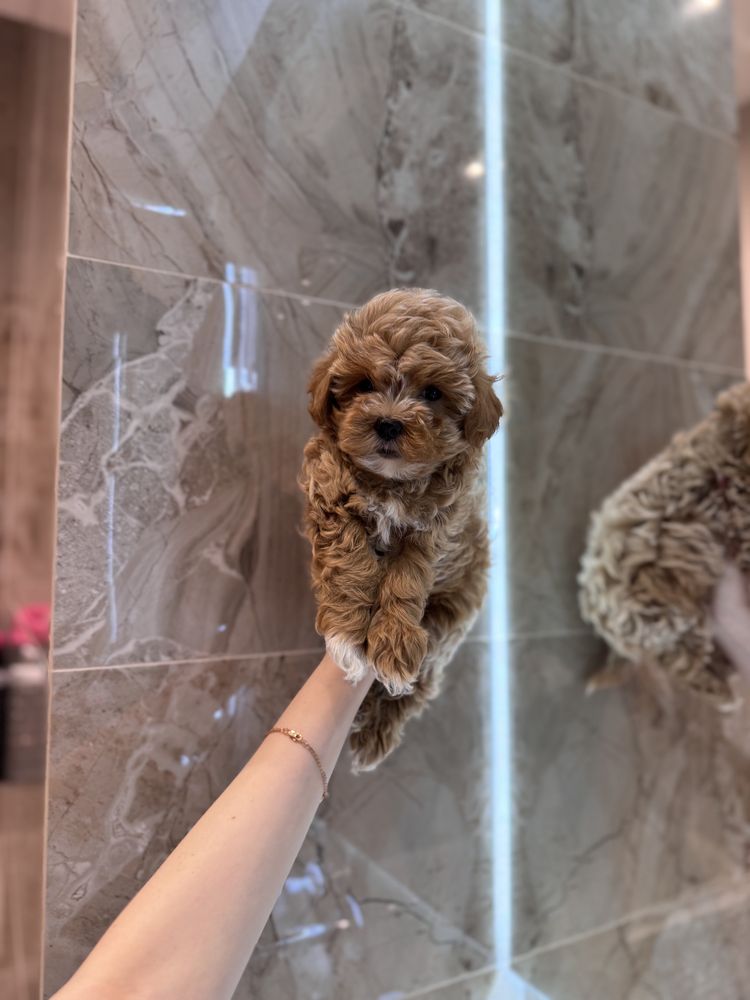 Premium Maltipoo Мальтипу