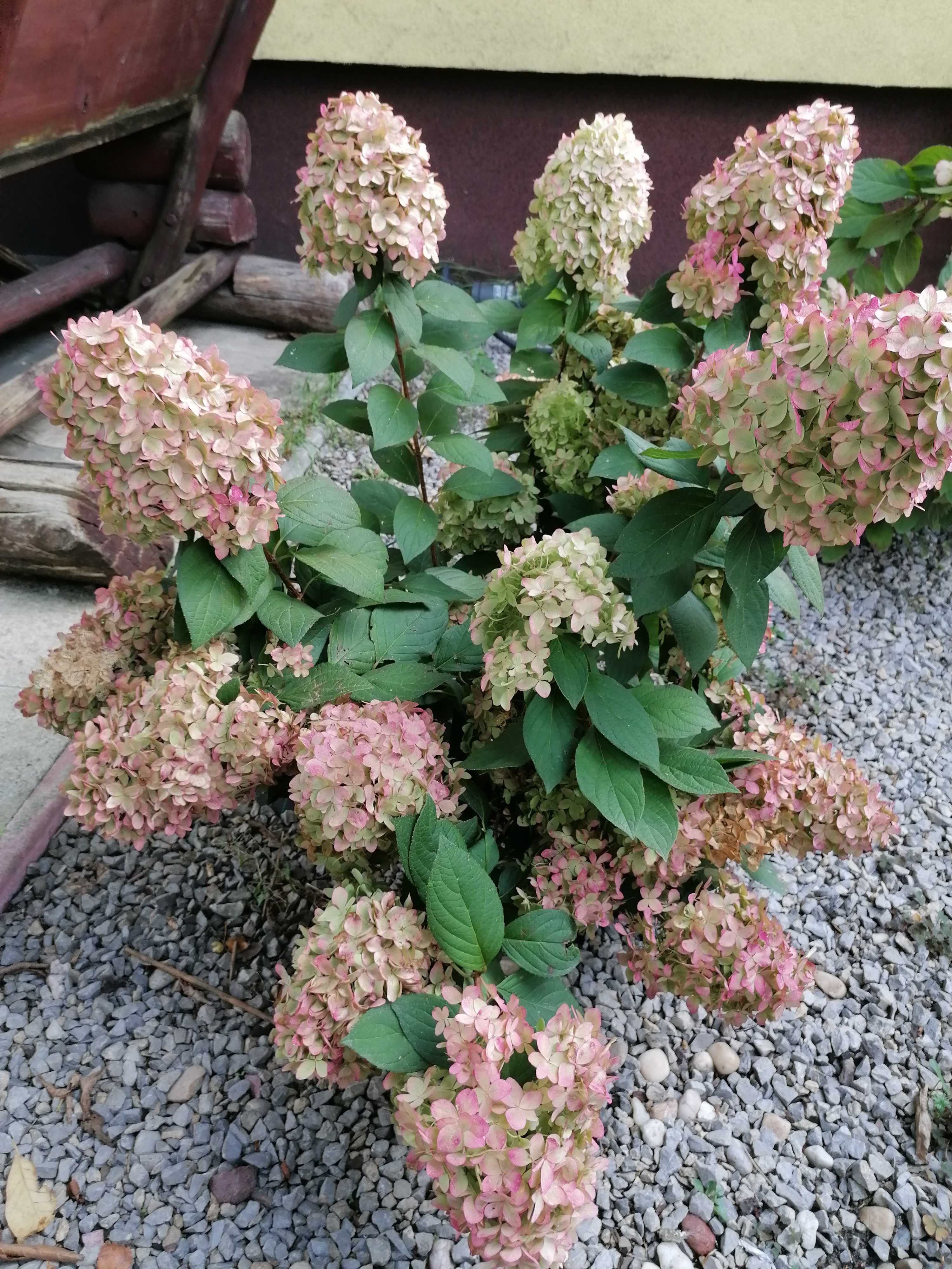 Hortensja bukietowa sprzedam